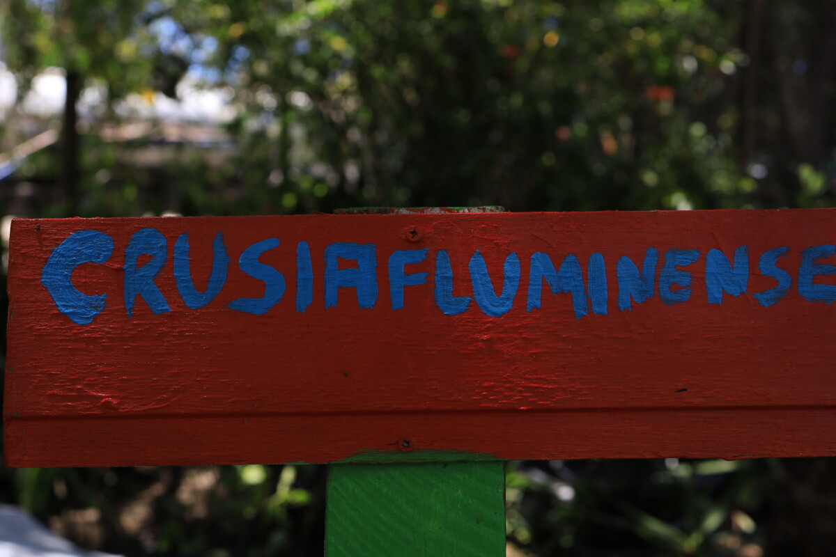 Secretaria de Meio Ambiente inaugura viveiro de espécies nativas do manguezal no Horto Municipal (2)