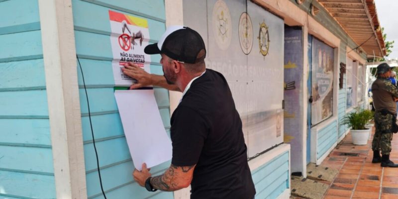 Adesivos - Não alimente as gaivotas