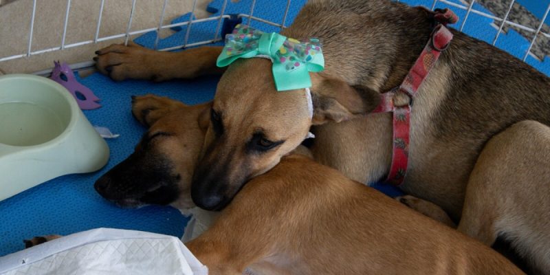 Cachorro para adoção
