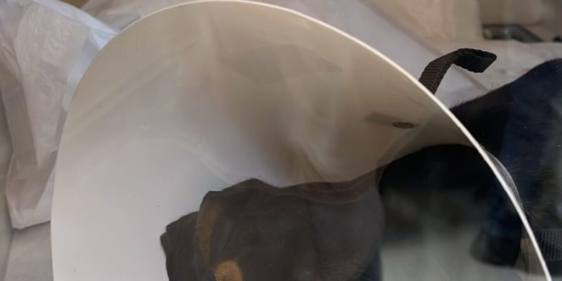 Canil Municipal de Cabo Frio passa a oferecer serviço de ortopedia veterinária1