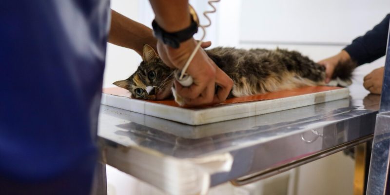Canil Municipal de Cabo Frio ultrapassa marca de 10 mil castrações e amplia ações de proteção animal