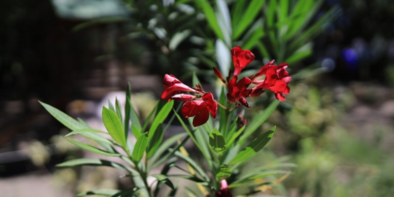 DOAÇÕES DE MUDAS - HORTO (1)