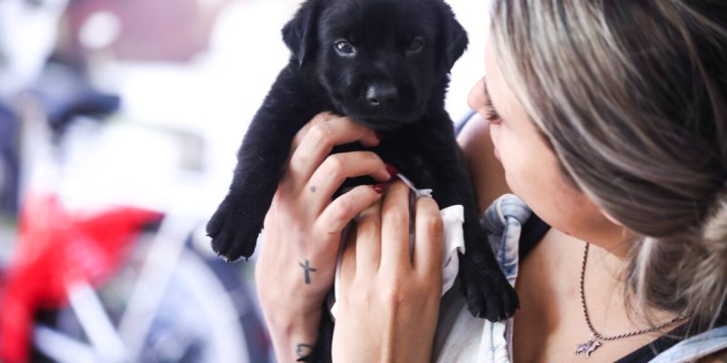 FEIRA DE ADOÇÃO DE ANIMAIS 15 FEVEIRO (59)