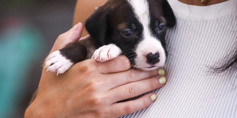 FEIRA DE ADOÇÃO DE ANIMAIS 15 FEVEIRO (6)