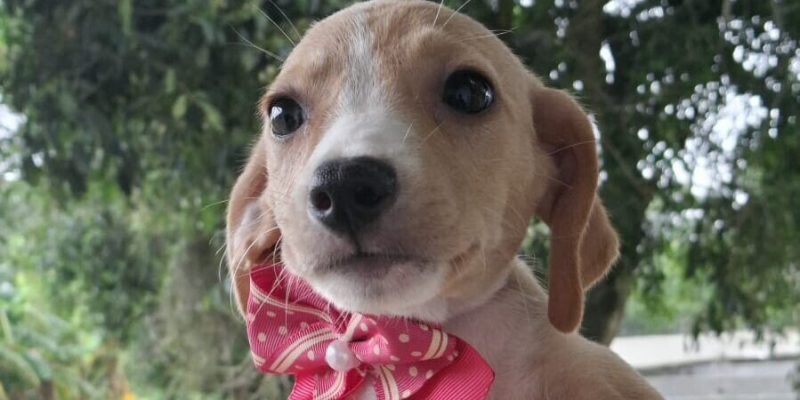 Feira de Adoção Animal (1)