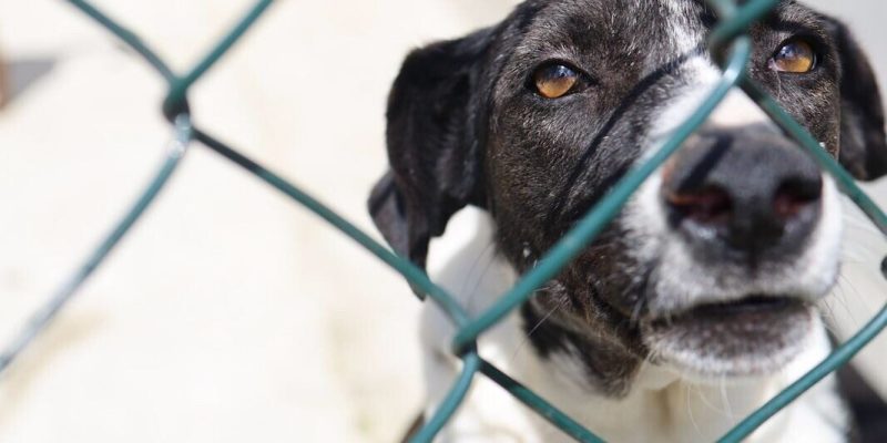 Feira de Adoção Animal (5)