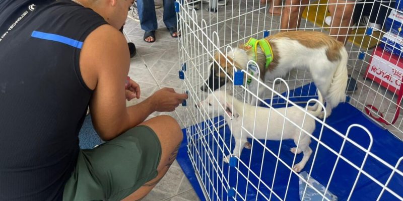 Feira de Adoção Animal (5)