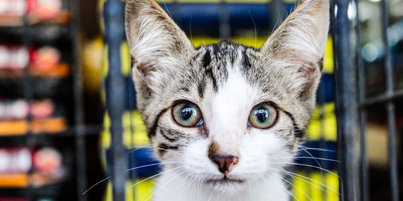 Feira de Adoção Animal acontece neste sábado (9) em Cabo Frio