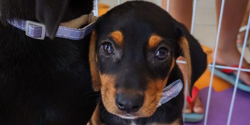 Feira de Adoção Animal em Cabo Frio (1)