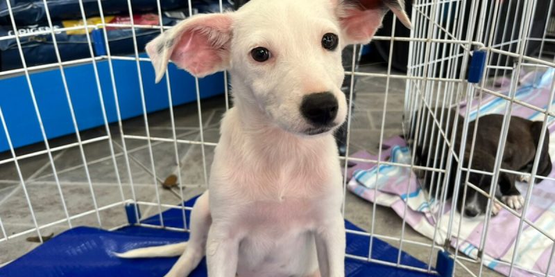 Feira de adoção de animais acontece neste sábado (21) no Centro de Cabo Frio