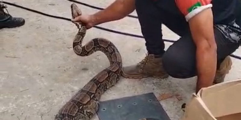 Guarda Marítima e Ambiental de Cabo Frio resgata cobra e periquito em ações de proteção à fauna (4)