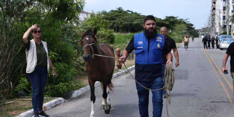 OPERAÇÃO APREENSÃO CAVALOS_7372