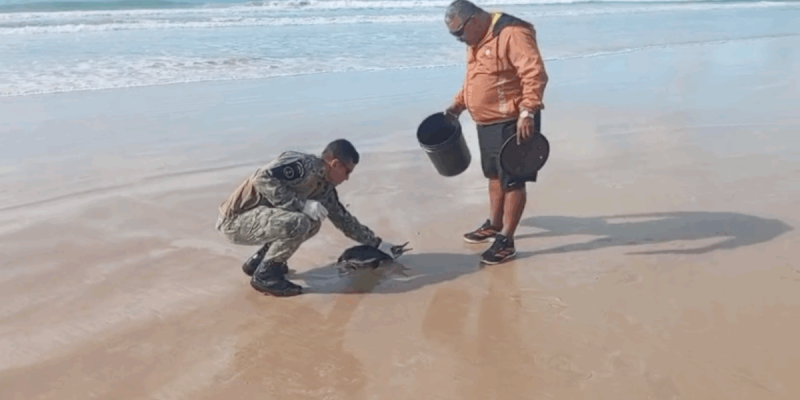 PINGUIM RESGATADO CABO FRIO