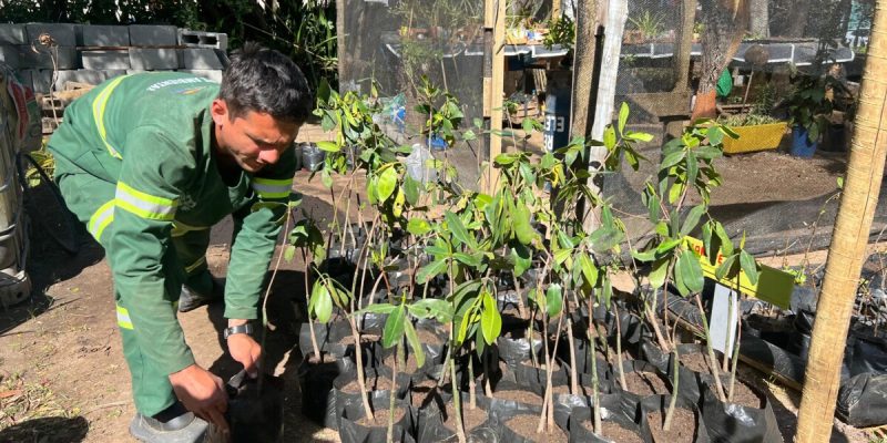 Secretaria de Meio Ambiente realiza transplante e aclimatização de novas mudas de mangue no Horto Municipal14