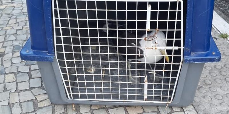 ação ambiente at 12.12.51