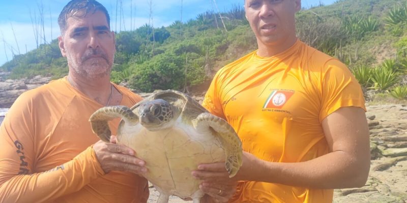 resgate tartaruga